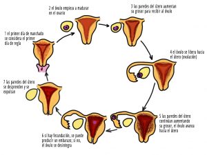 donde venden cytotec en guayaquil